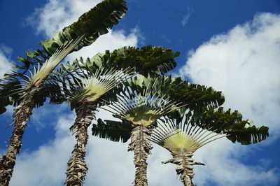 Low angle view of coconut palm tree against sky