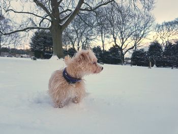 Dog sitting on snow covered landscape