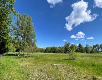 Trees on field against sky