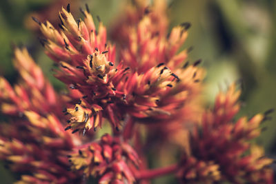 Close-up of insect on red flowering plant