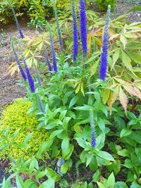 High angle view of purple flowering plants on field