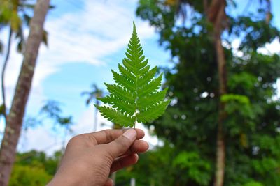Hand holding leaves of plant