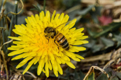 Close-up of honey bee on sunflower