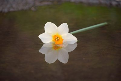 Close-up of white flower blooming outdoors