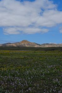 Scenic view of grassy field against sky