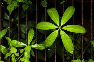 Close-up of green leaves