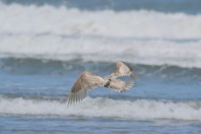 Seagull flying over sea