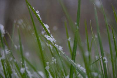 Close-up of wet grass on field