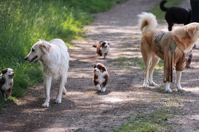 Dogs running on field