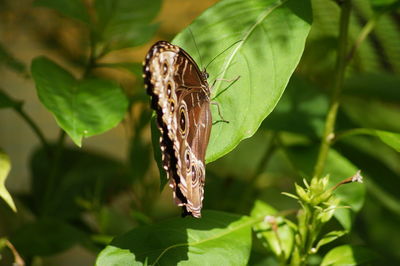 Close-up of butterfly perching on plant