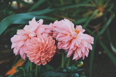 Close-up of flowers blooming outdoors