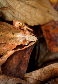 Close-up of lizard