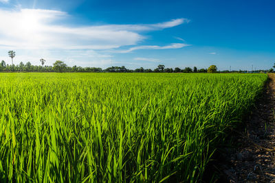 Scenic view of agricultural field against sky