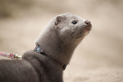 Close-up of an animal looking away