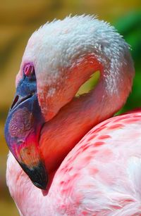 Close-up of a bird