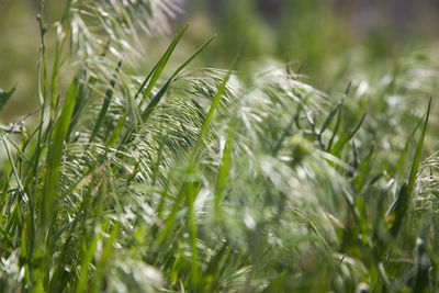 Close-up of plants growing on field