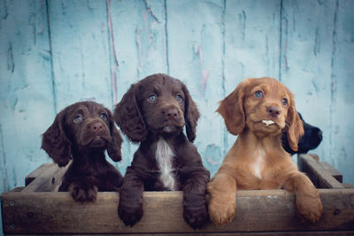 Close-up of puppy on wood