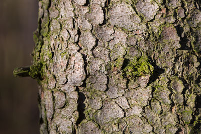 Close-up of moss on tree trunk