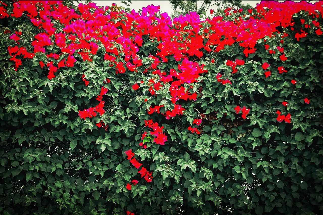 CLOSE-UP OF RED FLOWERS BLOOMING IN PARK