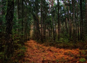 Trees in forest