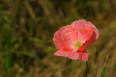 Close-up of pink poppy flower