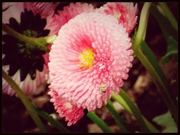 Close-up of pink flowers