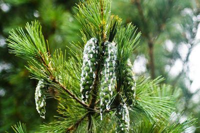 Low angle view of pine cones growing on tree