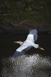 View of a bird flying over lake