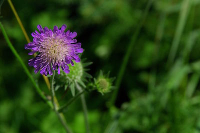 Close-up of purple flowers blooming outdoors