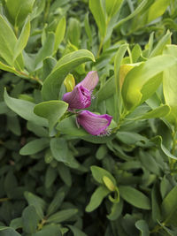 Close-up of purple flowering plant