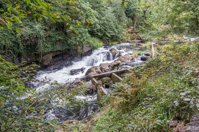 Scenic view of waterfall in forest