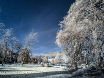 Trees on snow covered landscape against blue sky