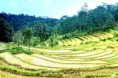 Scenic view of agricultural field against sky