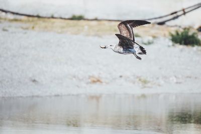 Seagull carrying prey in mouth over lake