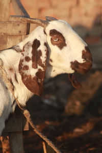 Close-up of a goat