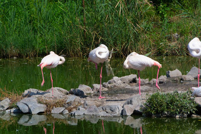 View of birds on lake