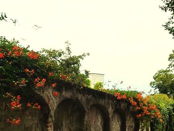 Low angle view of flowering plants by building against sky