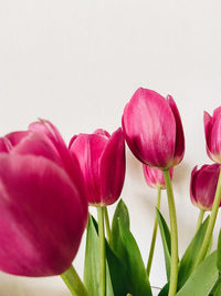 Close-up of pink tulips