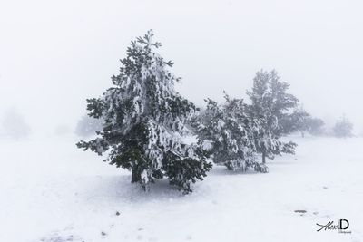 Trees on snow covered landscape against clear sky