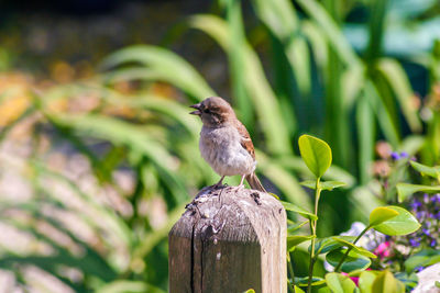 Sparrow perched