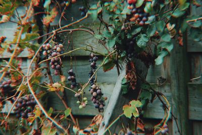 Close-up of fruits growing on tree