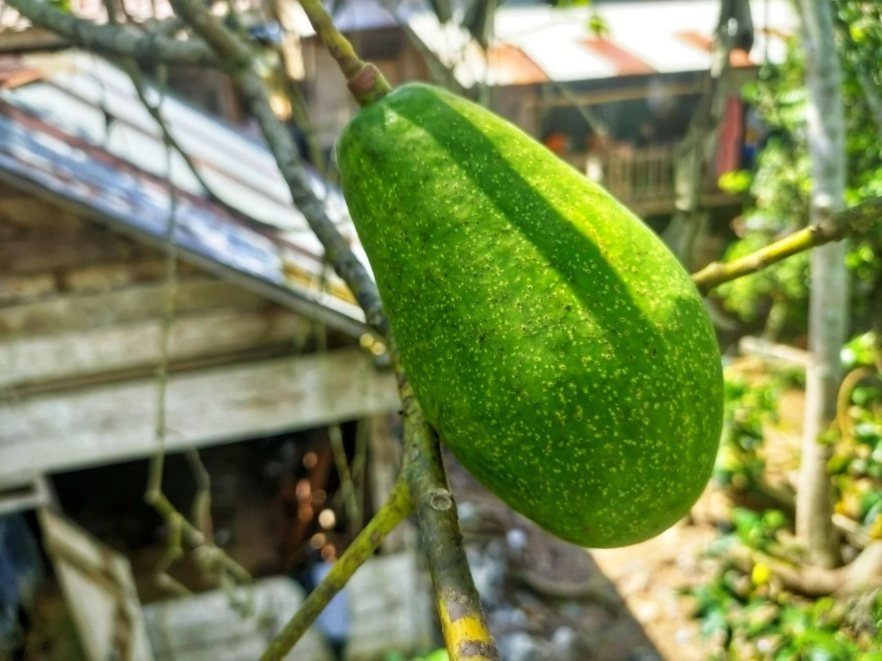 CLOSE-UP OF FRUIT GROWING IN FARM