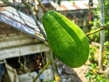 Close-up of fruit growing on plant