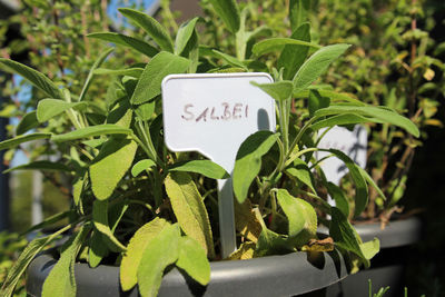 Close-up of text on plant