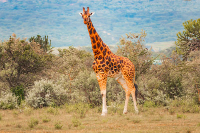 A lone rothschild giraffe in the wild at soysambu conservancy in naivasha,