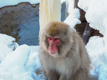 Monkey in a snow