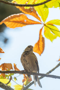 bird