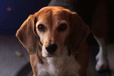 Close-up portrait of dog