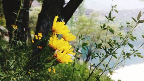 Close-up of yellow flowers on plant