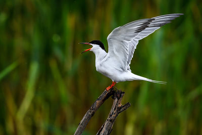 Close-up of bird perching on a plant